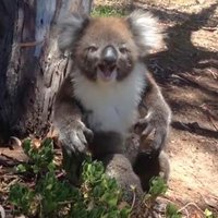 Margaret Thornton (@iluvkoalas2) 's Twitter Profile