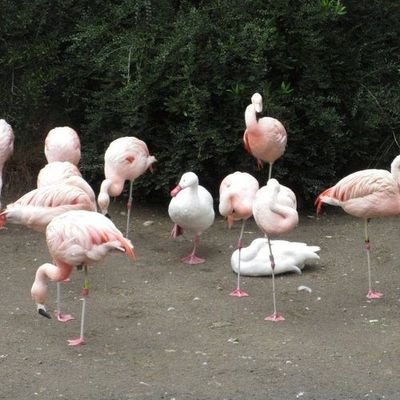 lilLilyandme's profile picture. 