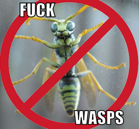 fuckwasps's profile picture. Oh man, I hate wasps.