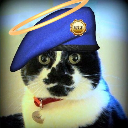 Pilchie went #OTRB May 8 2017.  Rescue cat, lived with other Tuxie rescues. Proud supporter of #WLF #BBOT #PA #UK #WLFTenthBattalion #AdoptDontShop