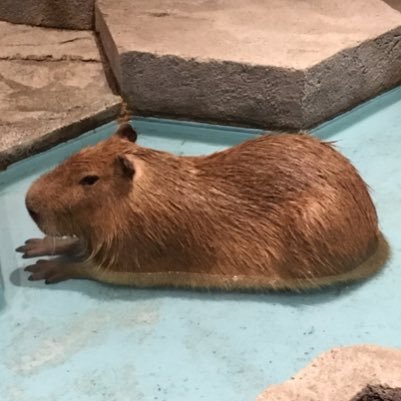 susukikana's profile picture. 昔、よく大阪でごいたをしていた人。たまに出没する。大阪と近畿は一体！