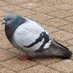 Data Science Pigeon (@datascibot) Twitter profile photo Data Science Pigeon (@datascibot) Twitter profile photo