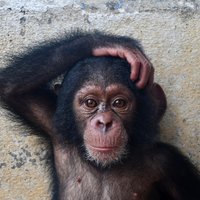 Liberia Chimpanzees(@liberiachimps) 's Twitter Profile Photo