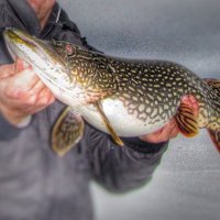 Northern Angling(@northangling) 's Twitter Profile Photo