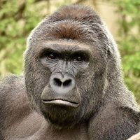 Harambe (@harambeisbae666) 's Twitter Profile