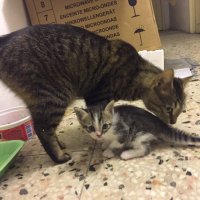 Cingöz & Hoppidi (@hoppidicingoz) Twitter profile photo