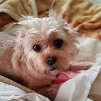 DebraHarmon19's profile picture. God, family, country, guns, flag & Vets.  Politics, General News, Republican! Luv Trump!  Bring back & follow laws of our Constitution. NRA member,2A,1A,VOTE!