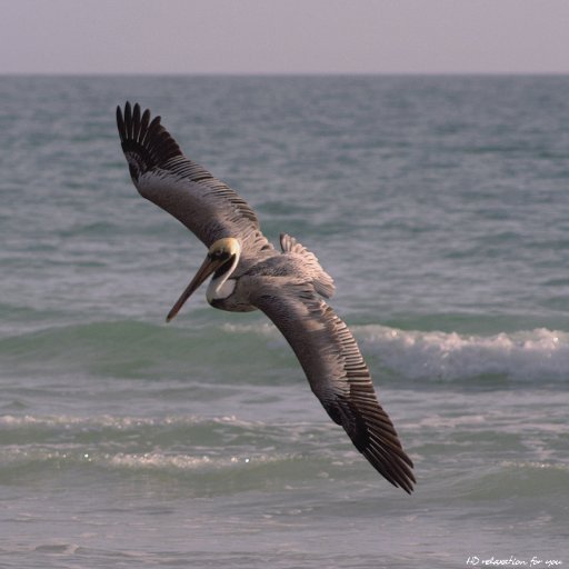 I make HD movies with relaxing scenes for nature fans, nice views & peacefulness.My photography is to share what I see & also post / RT other images as well.