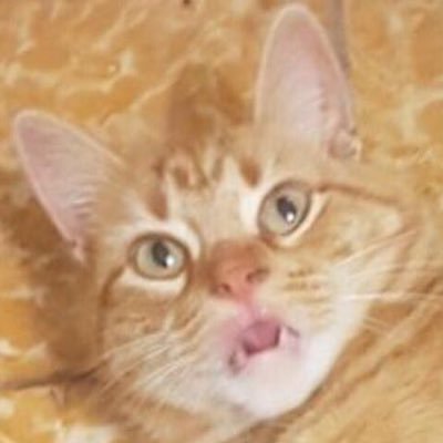 geibacet's profile picture. 