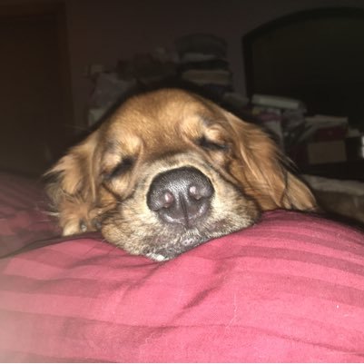 gksmith_73's profile picture. Curd Consumer. Packers fanatic. Matchbox20 Mega fan. Dog trainer. No DM’s/Follow for Follow back. #Democrat #Resist #NeverTrumper. #VoteBlue #Biden4President