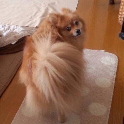 しなもん🍰酒ささんのプロフィール画像
