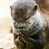 シン (@singolulo) 's Twitter Profile Photo