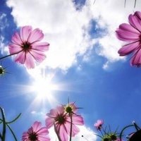 ここに種をまく🌱 (@coconimc) 's Twitter Profile