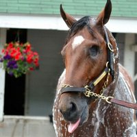 Patch (@patchracehorse) 's Twitter Profile