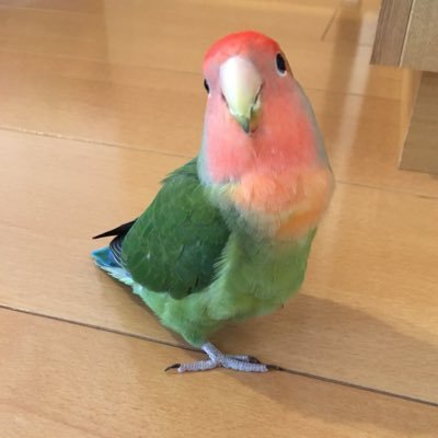 コトリガラス くりまりさんのプロフィール画像