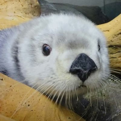 harmans06's profile picture. Xはあまり動いておりませんが、生きております。ニート部絶賛応援中。推しはこのさんです。ヘッダーはささみフライ（@333_furAI）さんに書いて頂きました！