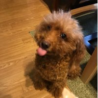 koma❤(ӦvӦ。)🇫🇷 (@komasayo) 's Twitter Profile