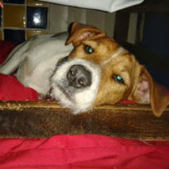 Hi all, I'm 5 next month and looking forward to the summer sun. I live with my mum and dad, 2 other Dog's 3 Cats and 3 Horses and hovering insects!!