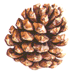 Curitibohk's profile picture. Mas que tempinho hoje, né?!