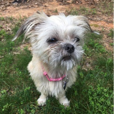 Adorable 7 pound shorkie🐾💙 50% yorkie 50% shih tzu 100% lovable! Follow me on insta @ Allie_the_shorkie :)