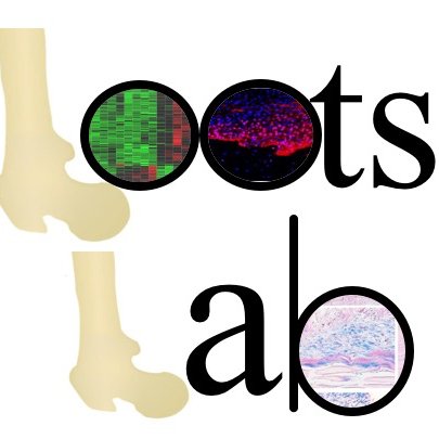 LootsLab's profile picture. Our lab investigates transcriptional regulation, skeletal development, tissue engineering, osteoarthritis, microbiome, pharmacogenomics, and cancer metastasis.