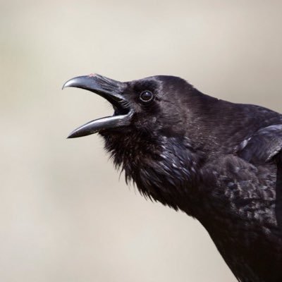 warwarbinz's profile picture. 