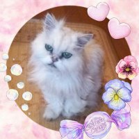 ブビネコ。羊毛フェルト (@bubineko) 's Twitter Profile