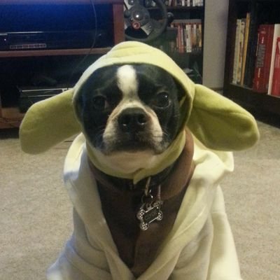 cariannsloan's profile picture. wife, educator, dog parent, auntie Lala