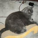 Darlene Slack - @1bellrocker - Twitter