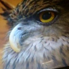 手話勉強中です。現場経験重ねながら、いずれは通訳士合格を目指しています。
一方で、フクロウが好きで、カフェにも通っていました。家では、セキセイインコを3羽、飼っています💦