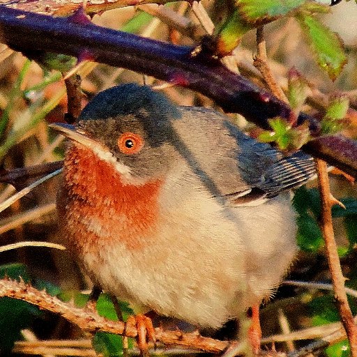 Birder, naturalist, field ecologist.