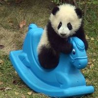 Panda (@fuzzing_panda) 's Twitter Profile Photo Panda (@fuzzing_panda) 's Twitter Profile Photo