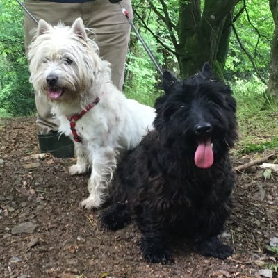 Hi world! I’m Bram the Westie! I live with my Mama in Ireland. Ive inherited this account from my wonderful bro Darwin the Scottie 🌈 Pippin 🐢 is here too!