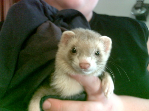 KarmaFerret Profile Picture