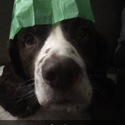 spollen's profile picture. Cake is life