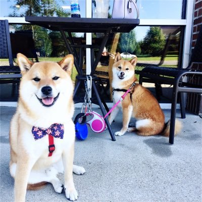 We are Shiba (柴犬) named Godzilla (ゴジラ) & Mothra (モスラ)..... born in Okinawa, Japan. Zilla's barkday is 4 July and Mothra's barkday is 1 August.