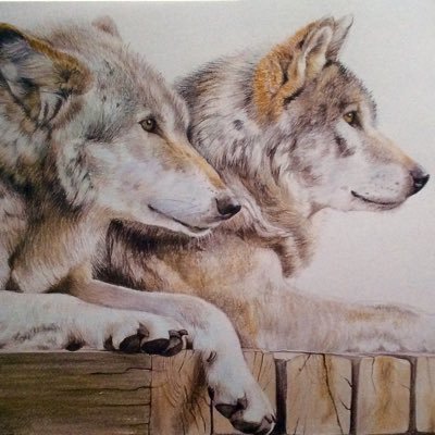 Wildlife artist /Teacher/writer/ Illustrator Weekly Classes in Drawing and Painting all subjects &mediums. Workshops,Demonstrations, Commissions.