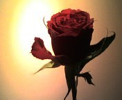 olivehiro's profile picture. ワインバーとツアコン２足わらじ？ 女性