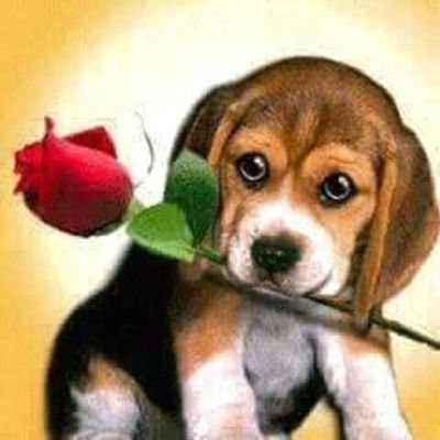 OrlandoPerezLi1's profile picture. Te Amo