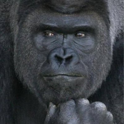 “El único símbolo de superioridad que conozco es la bondad” Ludwig Van Beethoven