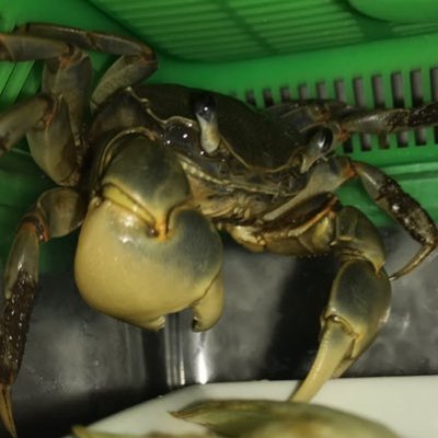 シーサ カニ飼育者 Crab Seaser777 Twitter