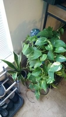 PlantsInc's profile picture. 🌿🌱🌻🌱🌿