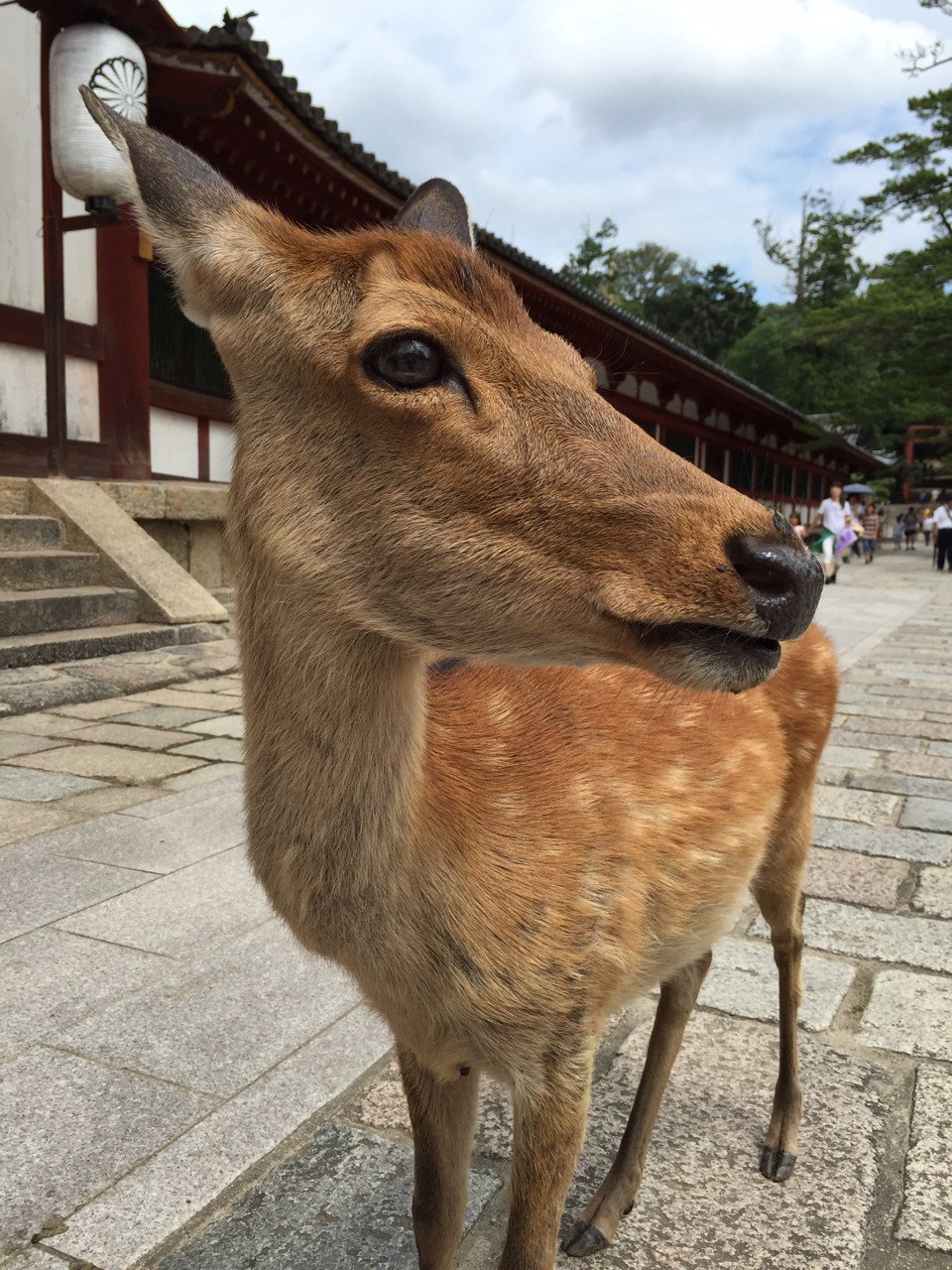 Dianさんのプロフィール画像