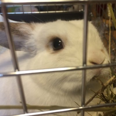 sleepingmadkani's profile picture. なんだかいっぱいのうさぎと暮らしてます。るすかのうさ様専用アカウントでつ