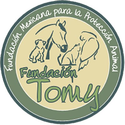 FundacionTomy Profile Picture