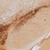 Domanskyi Lab (@adom_lab) Twitter profile photo