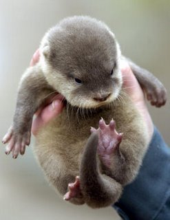 cute. baby. otters.  need i say more?