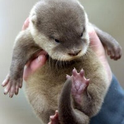 Otter-19_400x400.jpg
