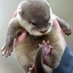 Cute Baby Otters (@cutebabyotters) Twitter profile photo