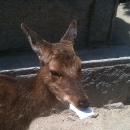 奈良の鹿さん Profile